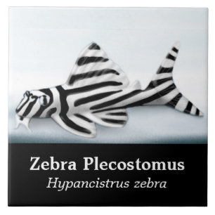 シマウマのPlecostomusの魚のタイル タイル