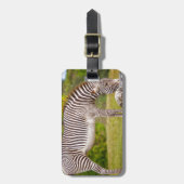 シマウマを牧草を食べること ラゲッジタグ (正面縦)