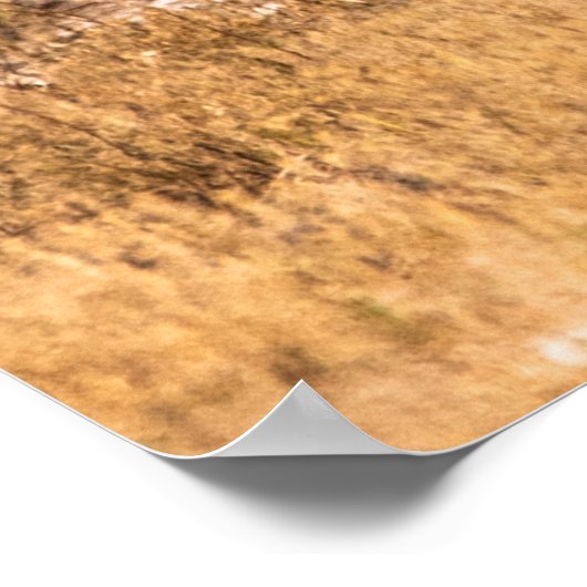 シマウマ群 ポスター (角)