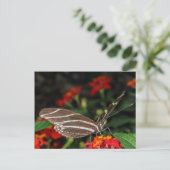 シマウマ蝶のマクロ ポストカード (スタンド正面)