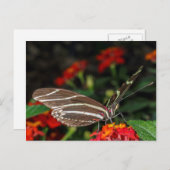 シマウマ蝶のマクロ ポストカード (正面/裏面)