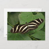 シマウマ蝶ハガキ ポストカード (正面/裏面)