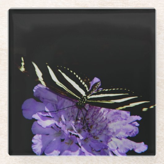 シマウマ蝶 ガラスコースター (正面)