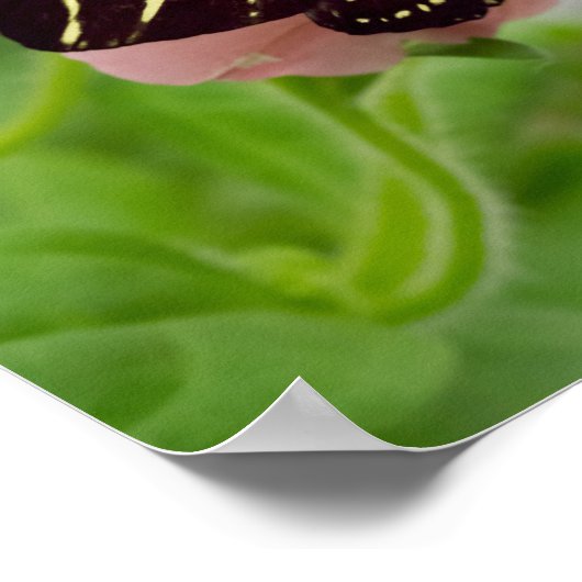 シマウマ蝶 ポスター (角)