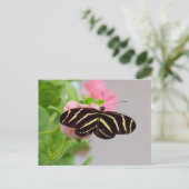 シマウマ蝶 ポストカード (スタンド正面)
