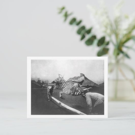 シマウマ跳び上げフェンス写真に乗る男 ポストカード (スタンド正面)