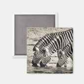 シマウマ3杯 マグネット (正面/裏面)