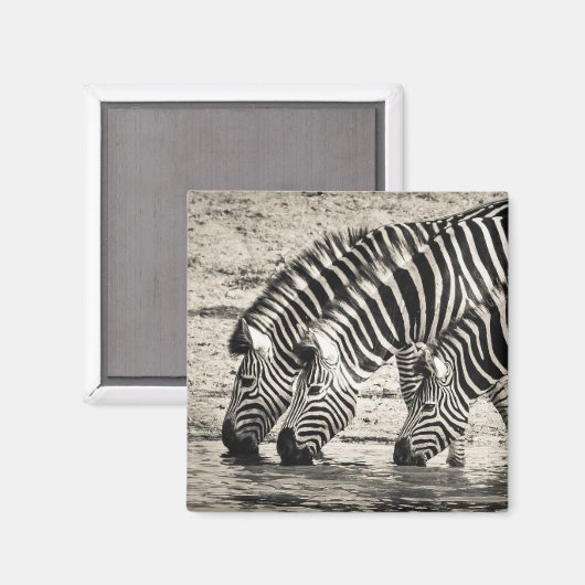 シマウマ3杯 マグネット (正面/裏面)