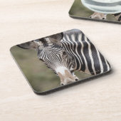 シマウマ、ケニヤ、アフリカ コースター (左側)