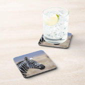 シマウマ コースター (右側)