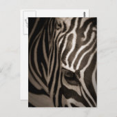 シマウマ ポストカード (正面/裏面)