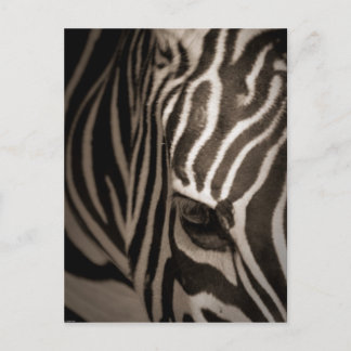 シマウマ ポストカード