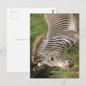 シマウマ ポストカード (正面/裏面)