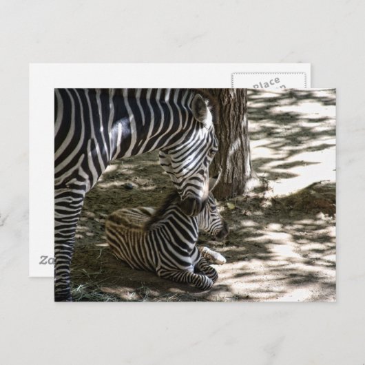 シマウマ ポストカード (正面/裏面)
