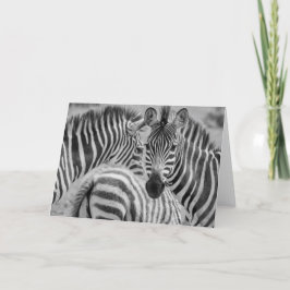 シマウマ、南アフリカ共和国 シーズンカード