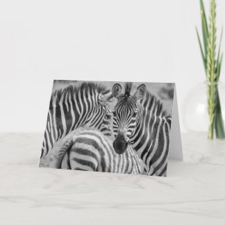 シマウマ、南アフリカ共和国 シーズンカード