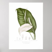 シマキヌナシ ポスター (正面)