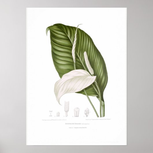 シマキヌナシ ポスター (正面)