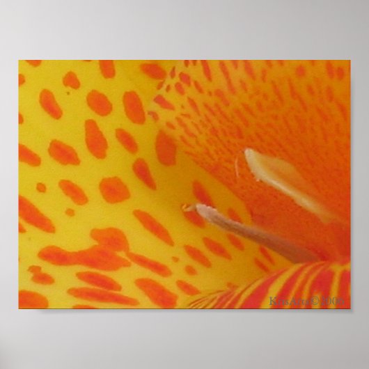 シマキユリ ポスター (正面)