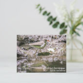 シマザラ ポストカード (スタンド正面)