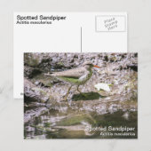 シマザラ ポストカード (正面/裏面)