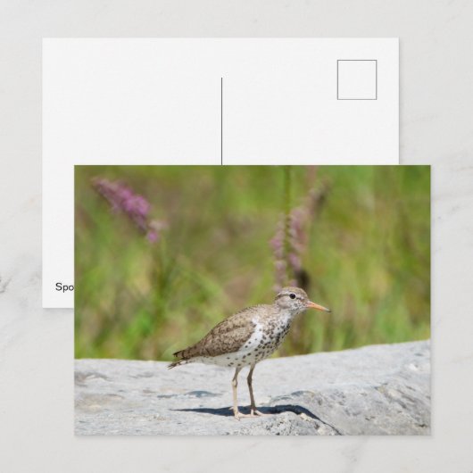 シマザラ ポストカード (正面/裏面)