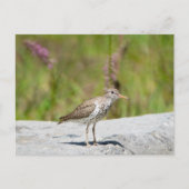 シマザラ ポストカード (正面)