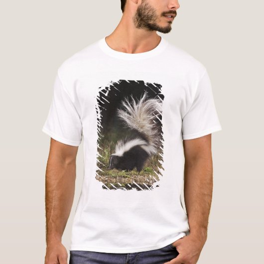 シマスカンク Tシャツ (正面)