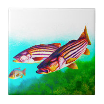 シマスズキの大西洋ストライパー