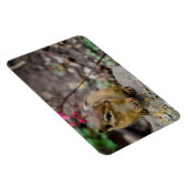 シマリスの食事 マグネット (右側)