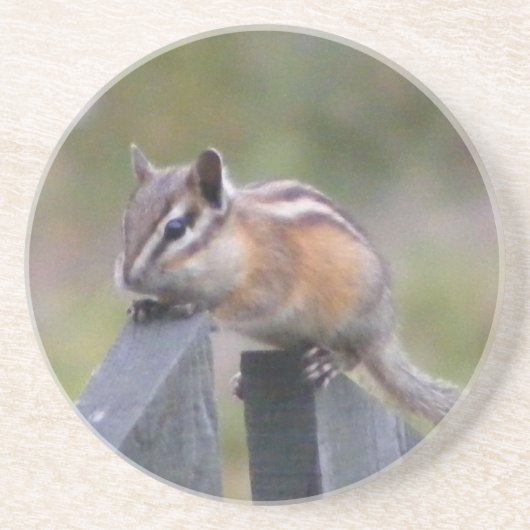 シマリス コースター (正面)