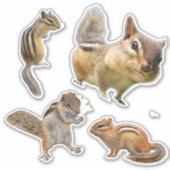 シマリス ステッカー コレクション シール (正面)