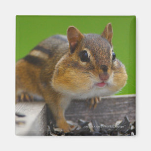 シマリス マグネット