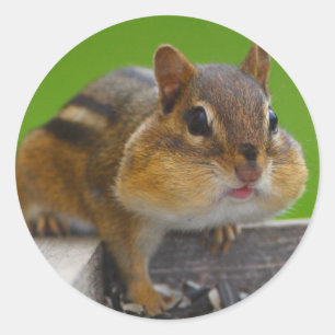シマリス ラウンドシール