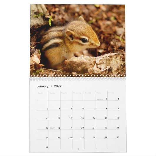 シマリス! 極度のかわいい2013壁掛けカレンダー カレンダー (1月 2027)