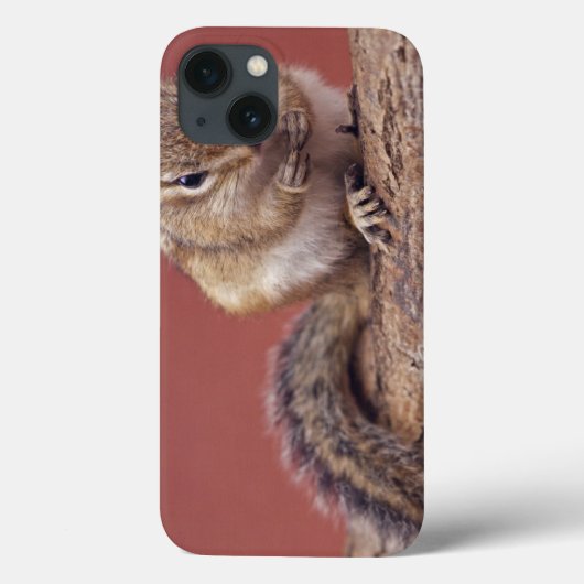 シマリス iPad カバー (裏面)