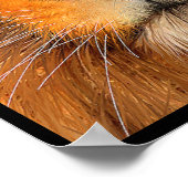 シムハライオンポスター ポスター (角)