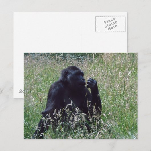 シムパン ポストカード (正面/裏面)