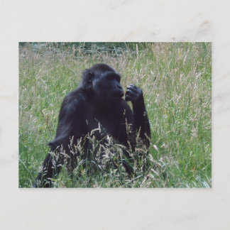 シムパン ポストカード