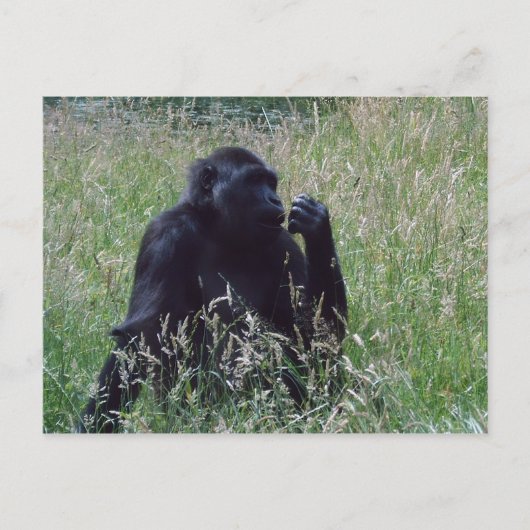 シムパン ポストカード (正面)