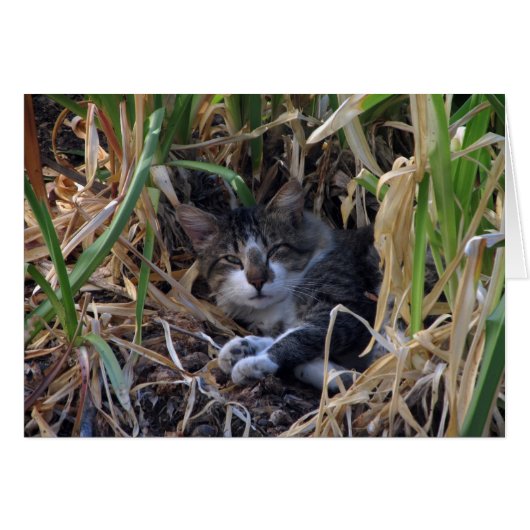 シャイな男の子の空白の猫カード (正面横)