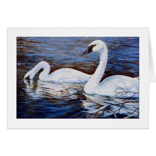 シャイな白鳥 (正面横)