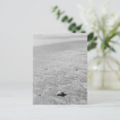 シャイシェルミットカニ葉書 ポストカード (スタンド正面)