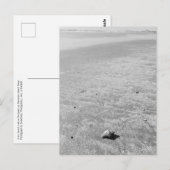 シャイシェルミットカニ葉書 ポストカード (正面/裏面)