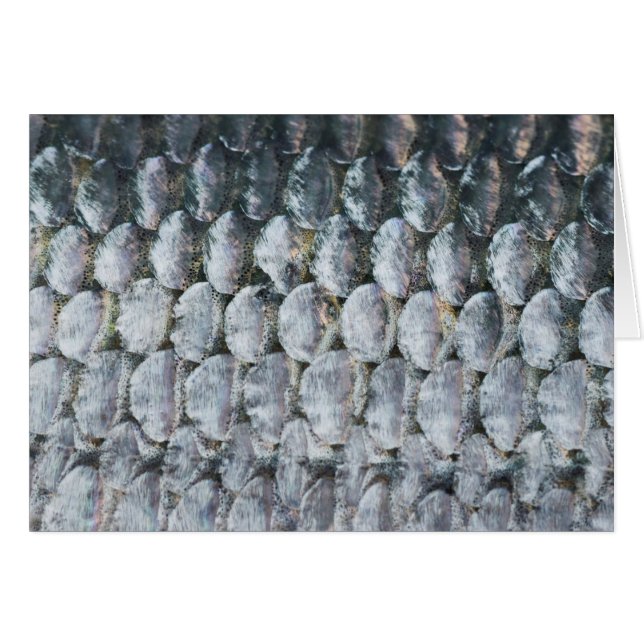 シャイニーサケはかりで測 (正面横)