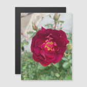 シャイバラ磁石 (正面/裏面)