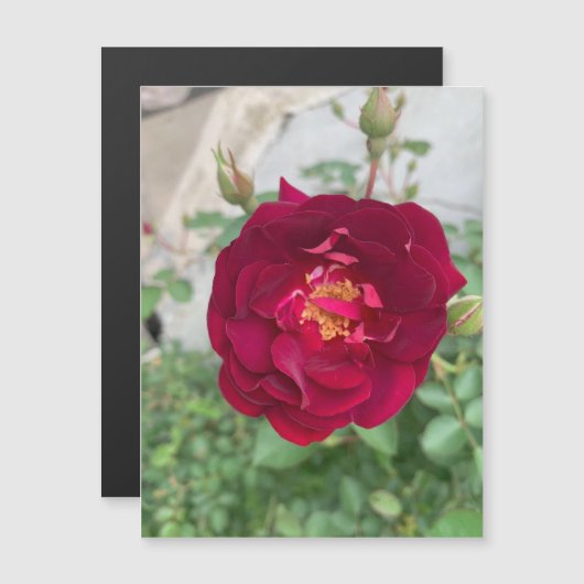 シャイバラ磁石 (正面/裏面)