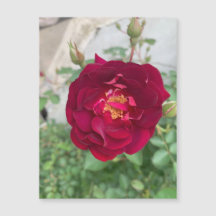 シャイバラ磁石