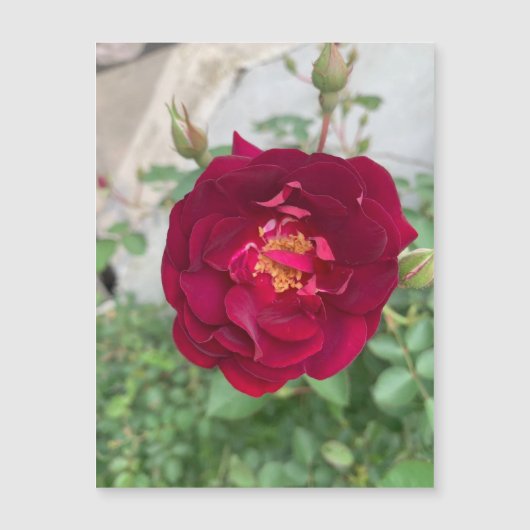 シャイバラ磁石 (正面)