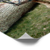 シャイホースのポスター ポスター (角)